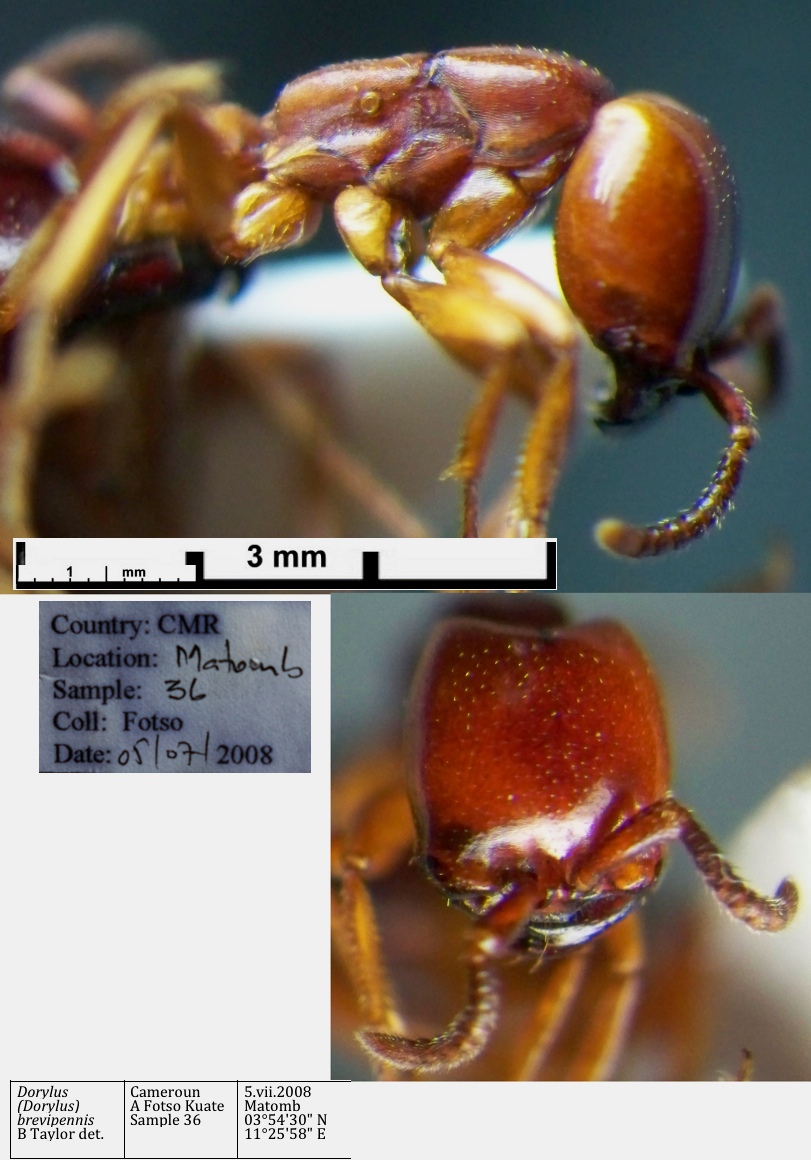 Dorylus brevipennis Media 3