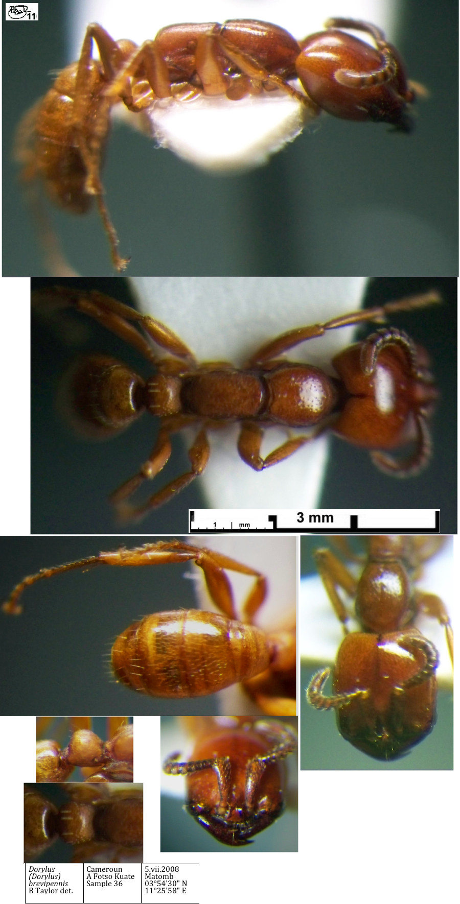 Dorylus brevipennis Media 4