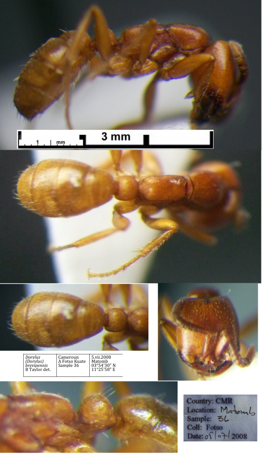 Dorylus brevipennis Minima