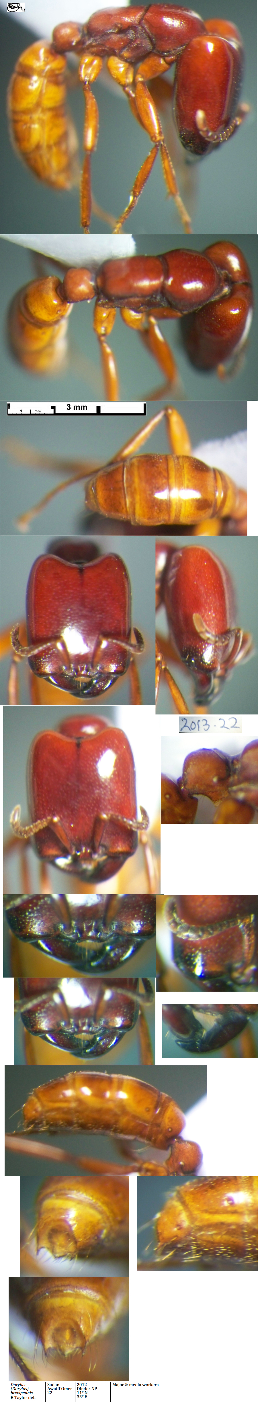 Dorylus brevipennis Media 4