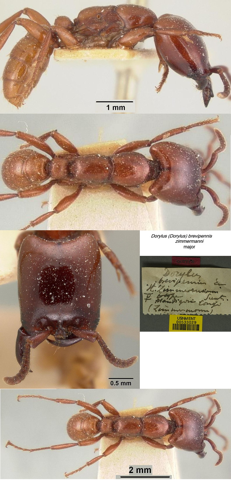 {Dorylus brevipennis major}