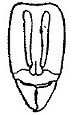 {Hypoponera abeillei}