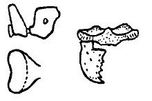 {Hypoponera breviceps}