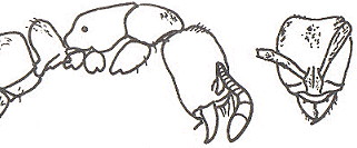 {Hypoponera cammerunensis}