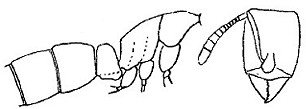 {Hypoponera coeca}
