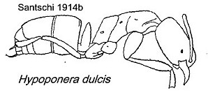 {Hypoponera dulcis}