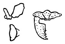 {Hypoponera lea}
