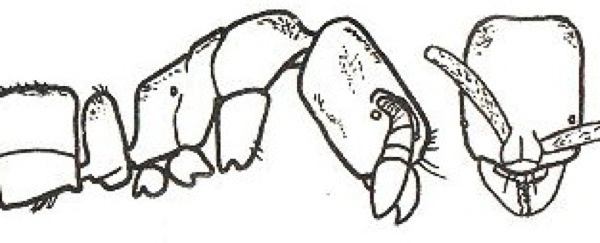 {Hypoponera lea}