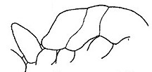 {Hypoponera lotti}