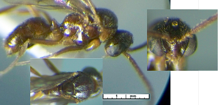 {Hypoponera male Congo Sud}