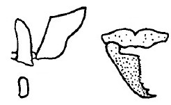 {Hypoponera mandibularis}