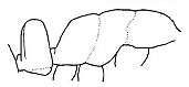 {Hypoponera mesoepinotalis}