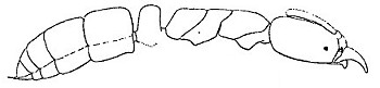 {Hypoponera ragusai}