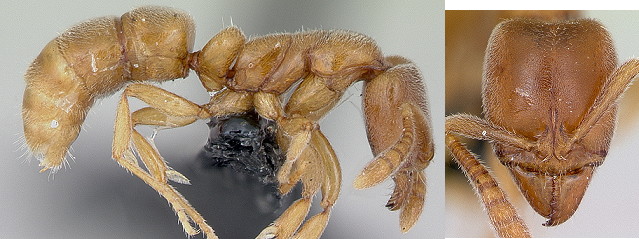 {Hypoponera schauinslandi}