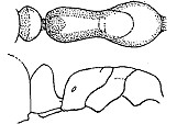 {Hypoponera transvaalensis}