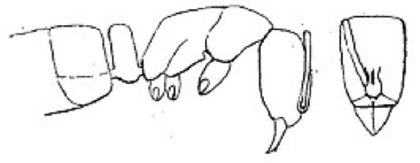 {Hypoponera ursa}