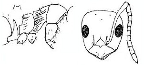 {Lepisiota alexis}