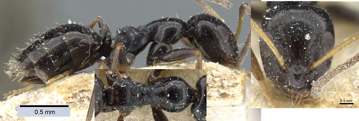 Lepisiota anceps
