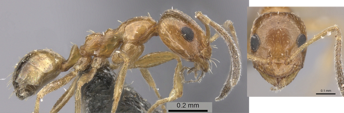 Lepisiota arnoldi