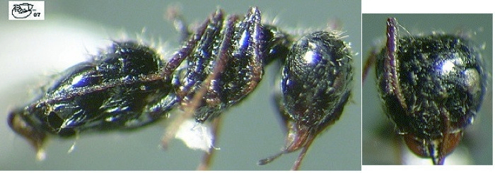 {Lepisiota cacozela major}