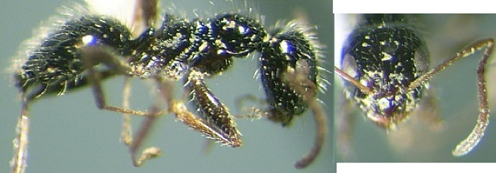 {Lepisiota cacozela minor}