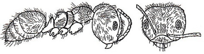 {Lepisiota species T3}
