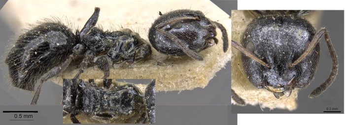 Lepisiota capitata