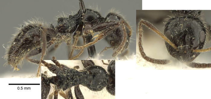 Lepisiota crinita Cameroun