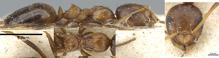 {Lepisiota dendrophila}