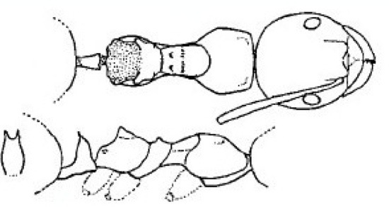 {Lepisiota dendrophila}
