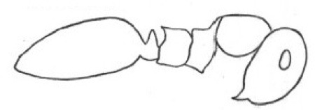 {short description of image}
