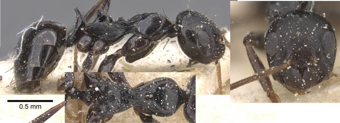Lepisiota gerardi