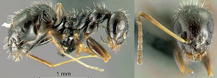{Lepisiota guineensis}