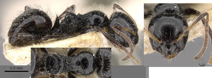 Lepisiota junodi