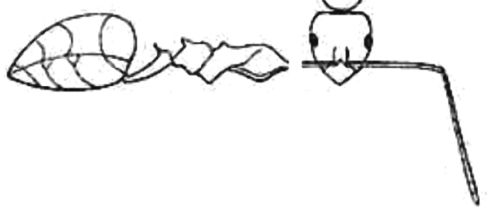 {short description of image}