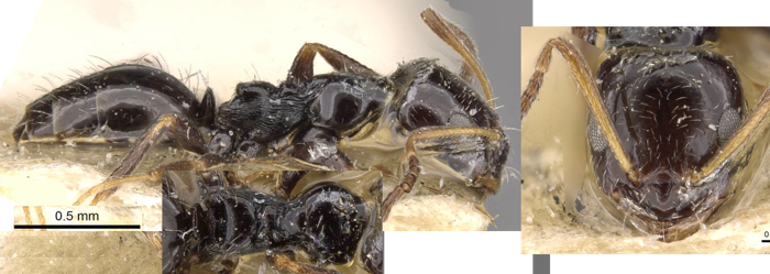 Lepisiota minuta