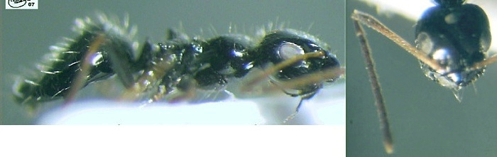 {Lepisiota monardi West Africa}