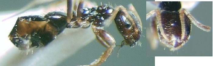 {Lepisiota mota}