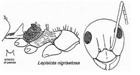 {Lepisota nigrosetosa}