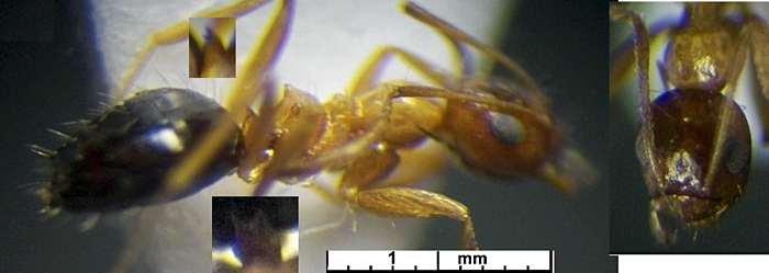 Lepisiota nigriventris