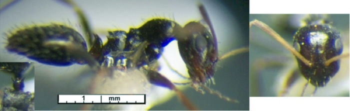 Lepisiota crinita Cameroun