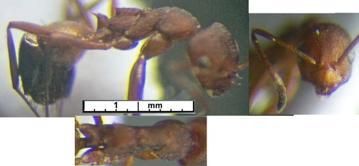 Lepisiota n sp Yekepa