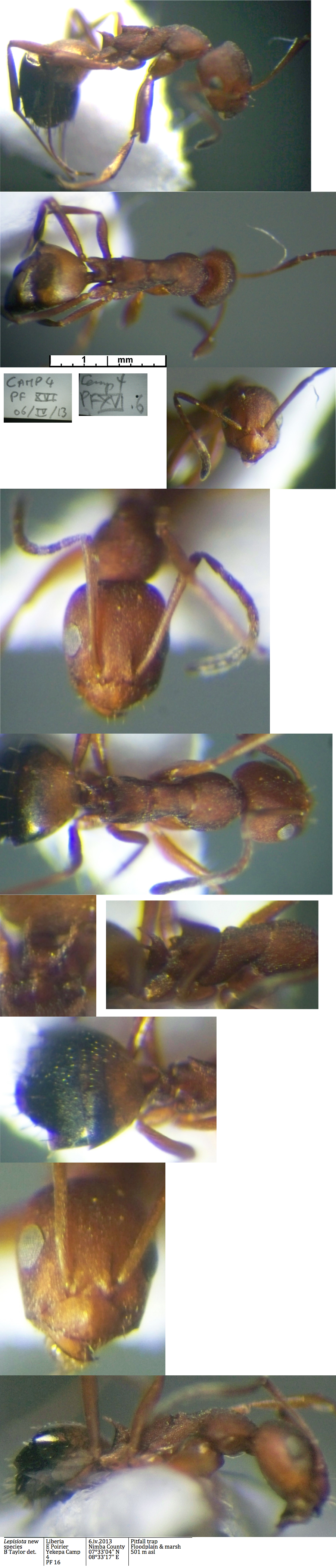{Lepisiota n sp Liberia Yekepa}