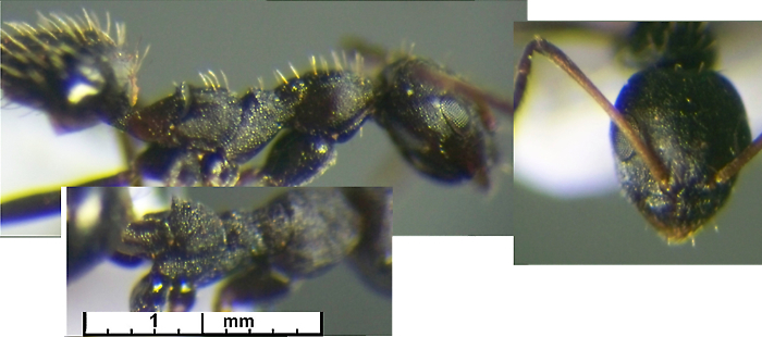 Lepisiota nsp RVA 3108