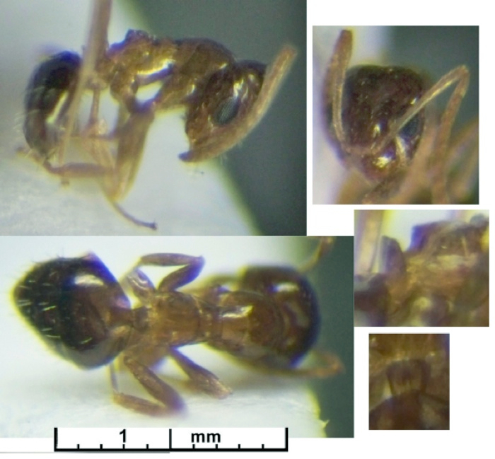 Lepisiota nsp SUdan JM074-02