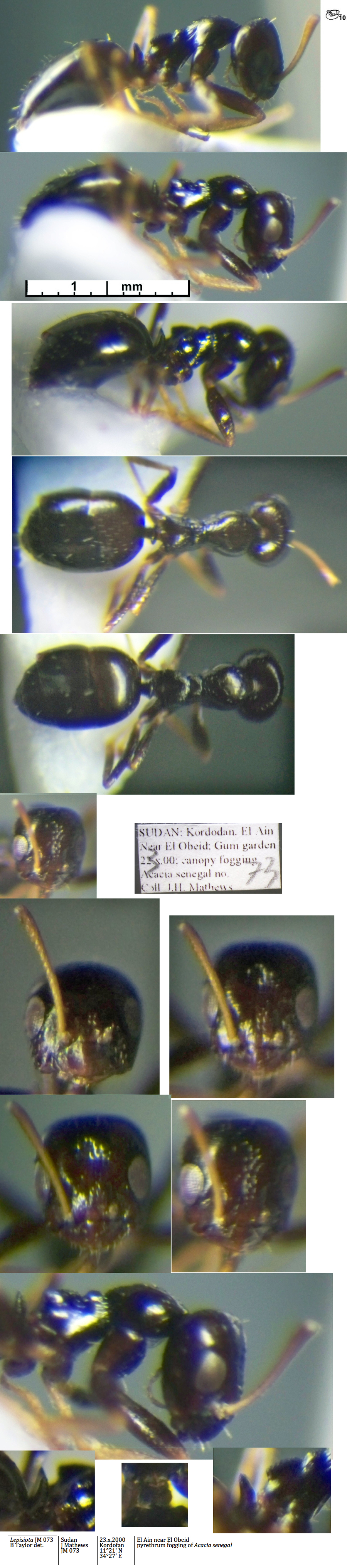 Lepisiota jm 073