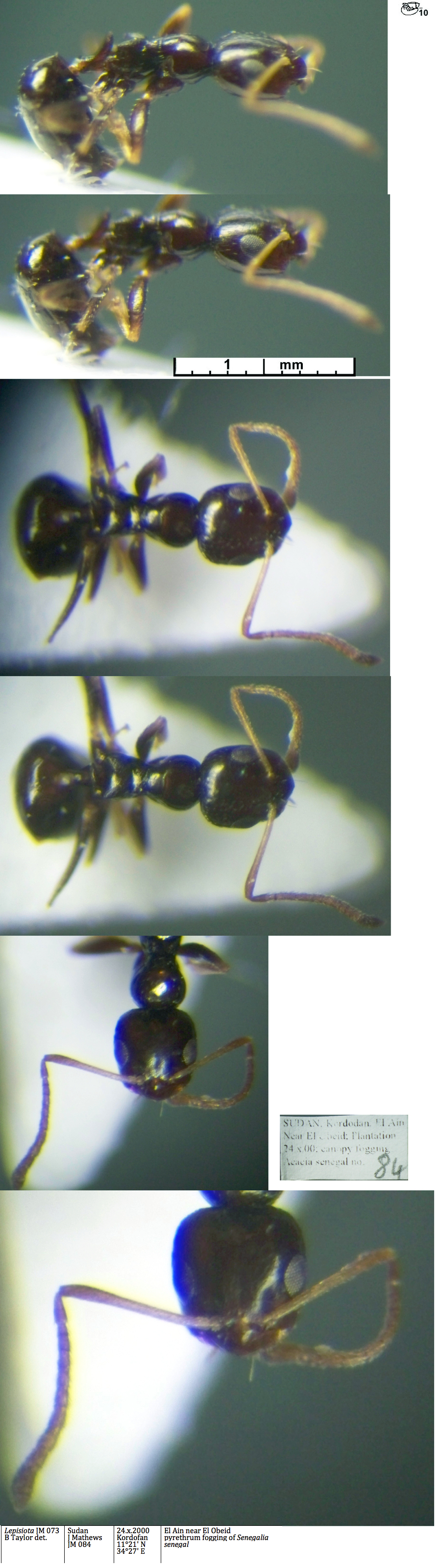 Lepisiota jm 073