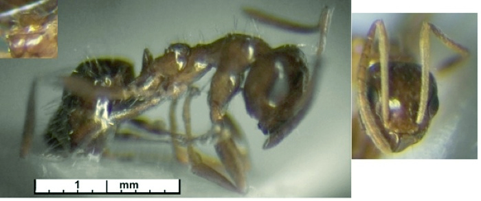 Lepisiota nsp Sudan JM362