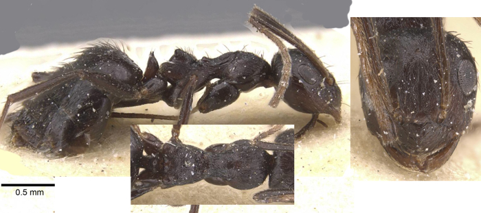 Lepisiota piliscapa