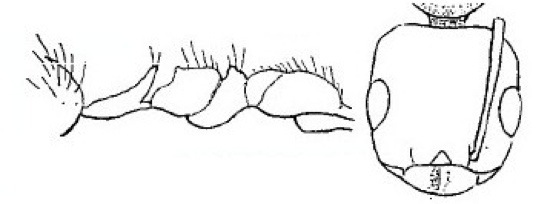 {Lepisiota quadraticeps}